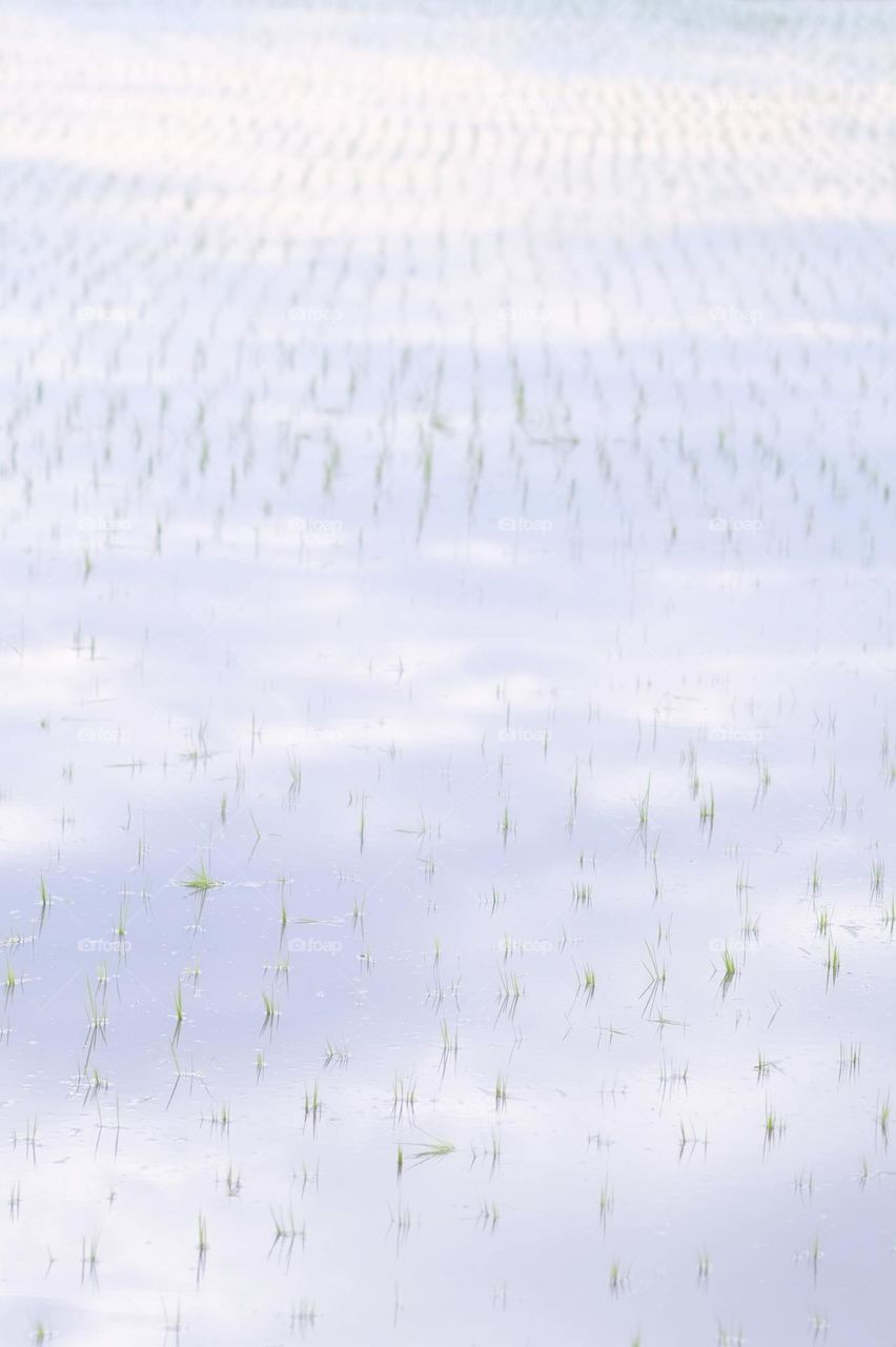 paddy seedling