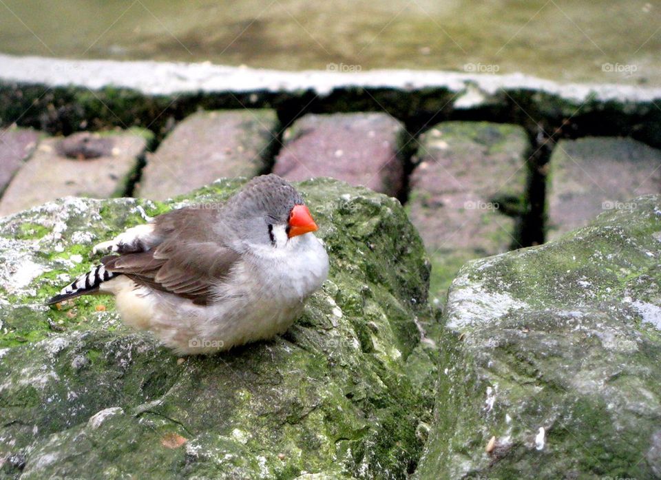 Sleepy bird