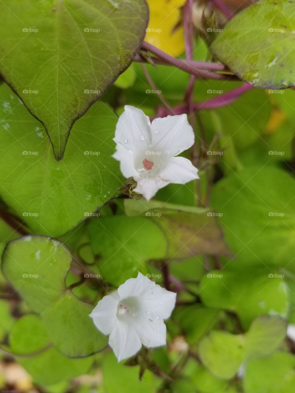 its tall and still in bloom.....