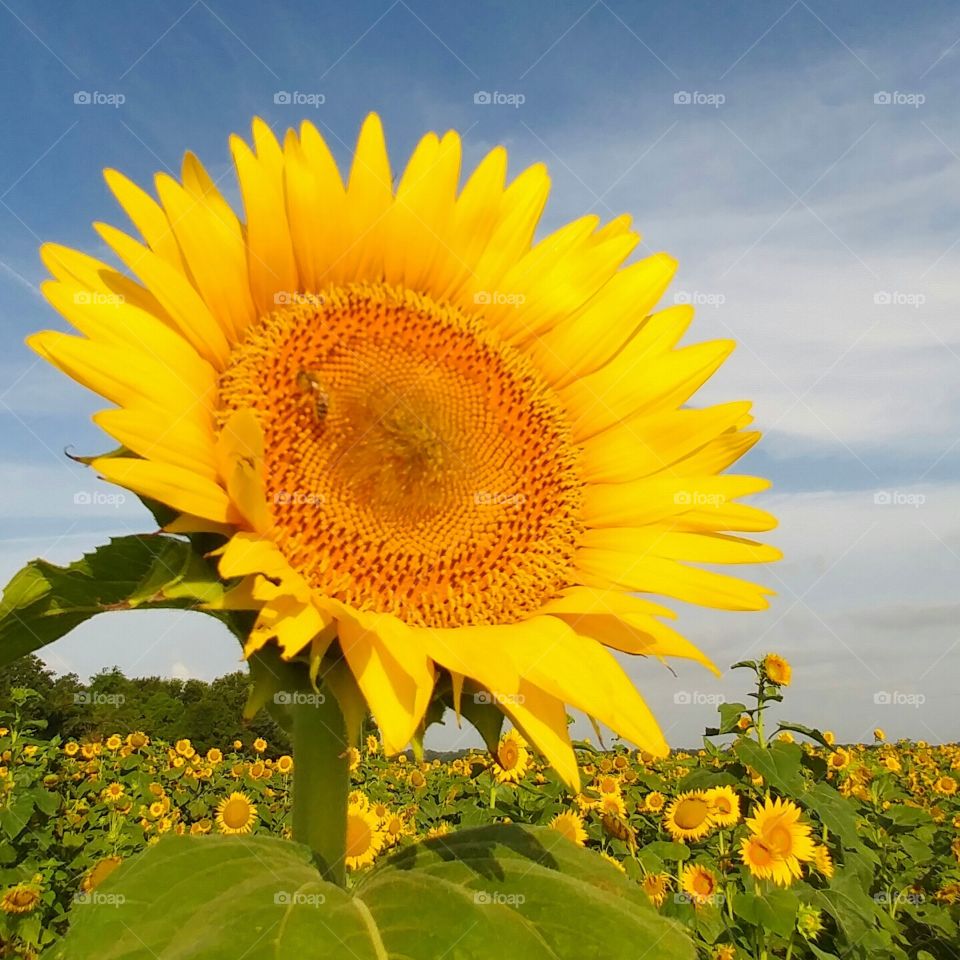 sunflower in Mr. Rivette's field
