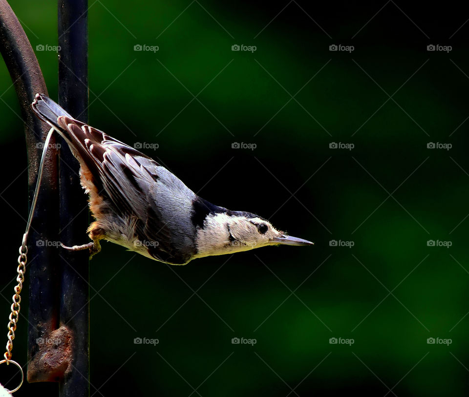 Bird perching on metal