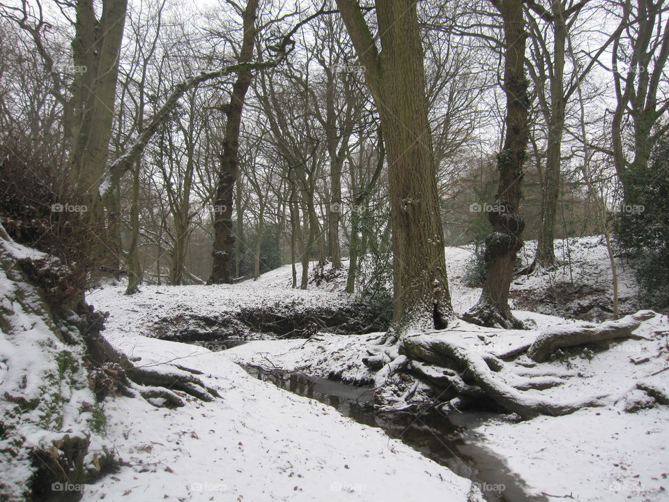 Snow In The Forest