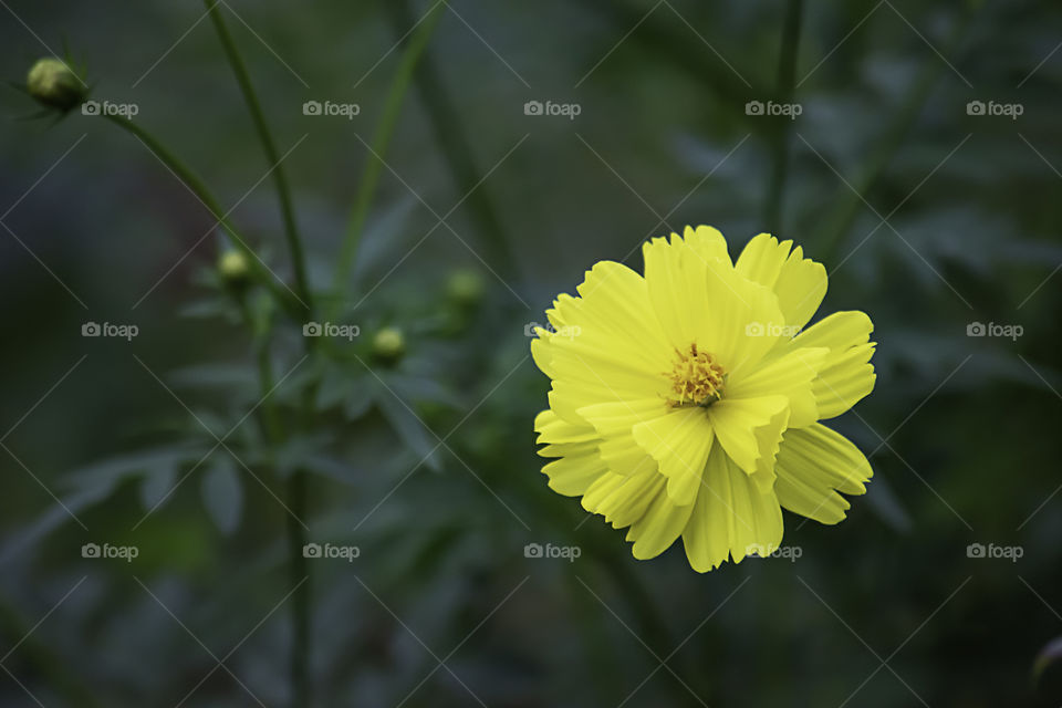 Yellow flower or Wedelia trilobata (L.) Hitchc in garden.