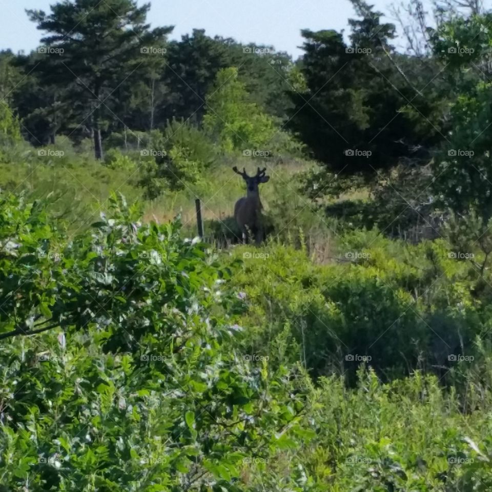 Deer on the Massachusetts Military Reservation