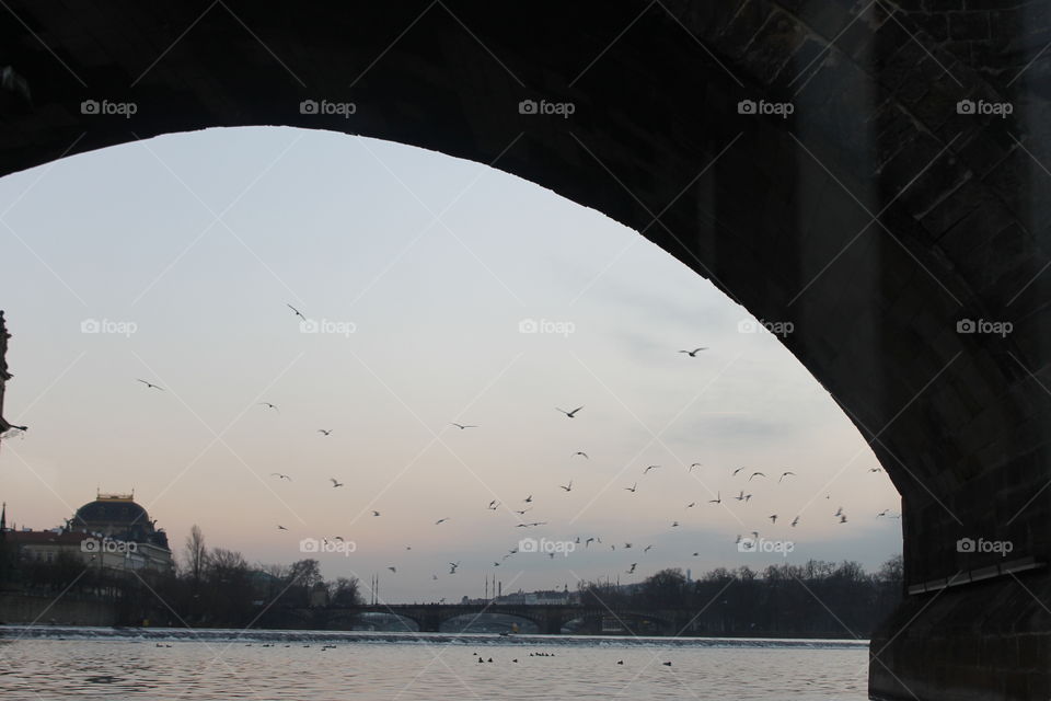 The bridge and the birds