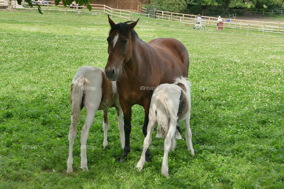 hors with foal