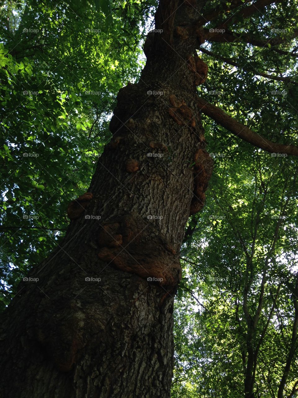 TreeGrowth