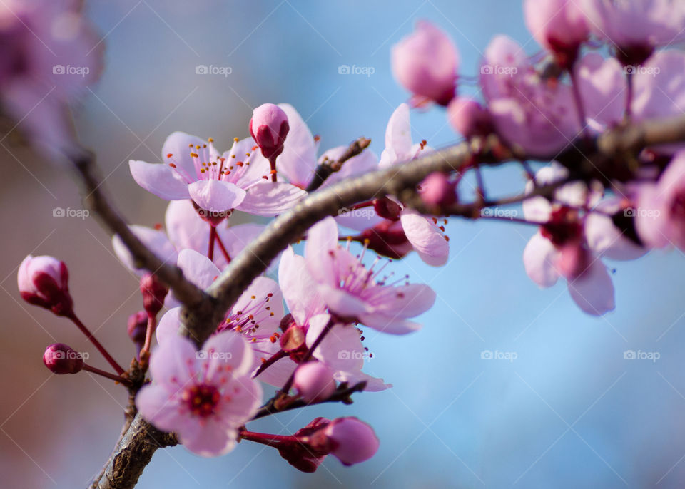 Plum Blossom