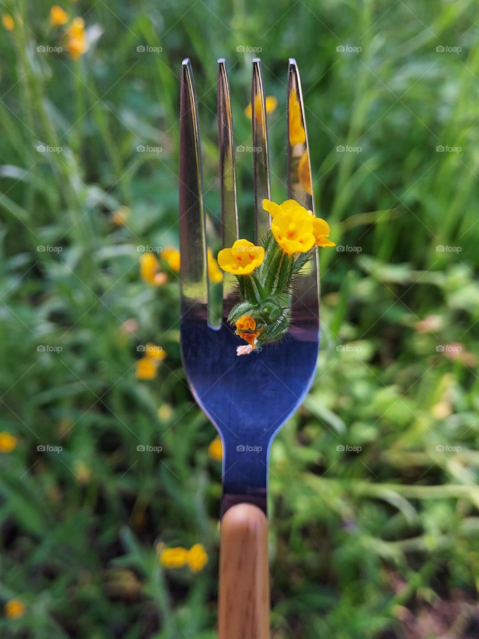 Nature fork of wildflowers on a nature hike in the city of Folsom California