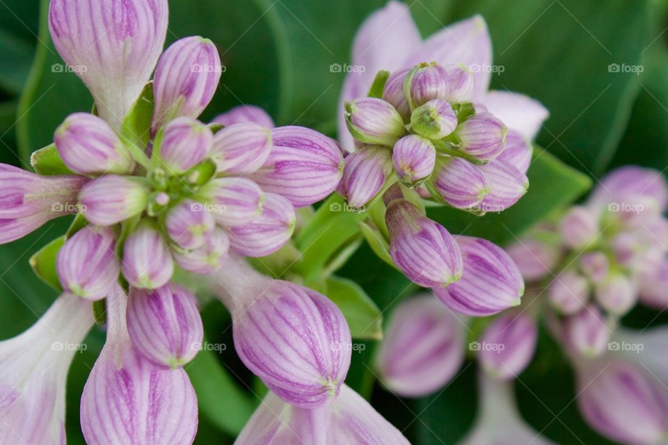 Closeup of lavender Hosta plant buds and blossoms