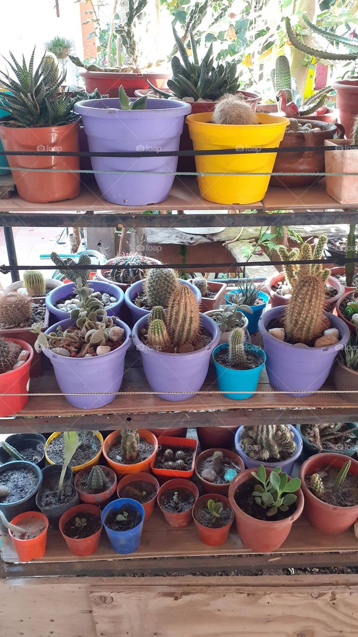 colección de cactus