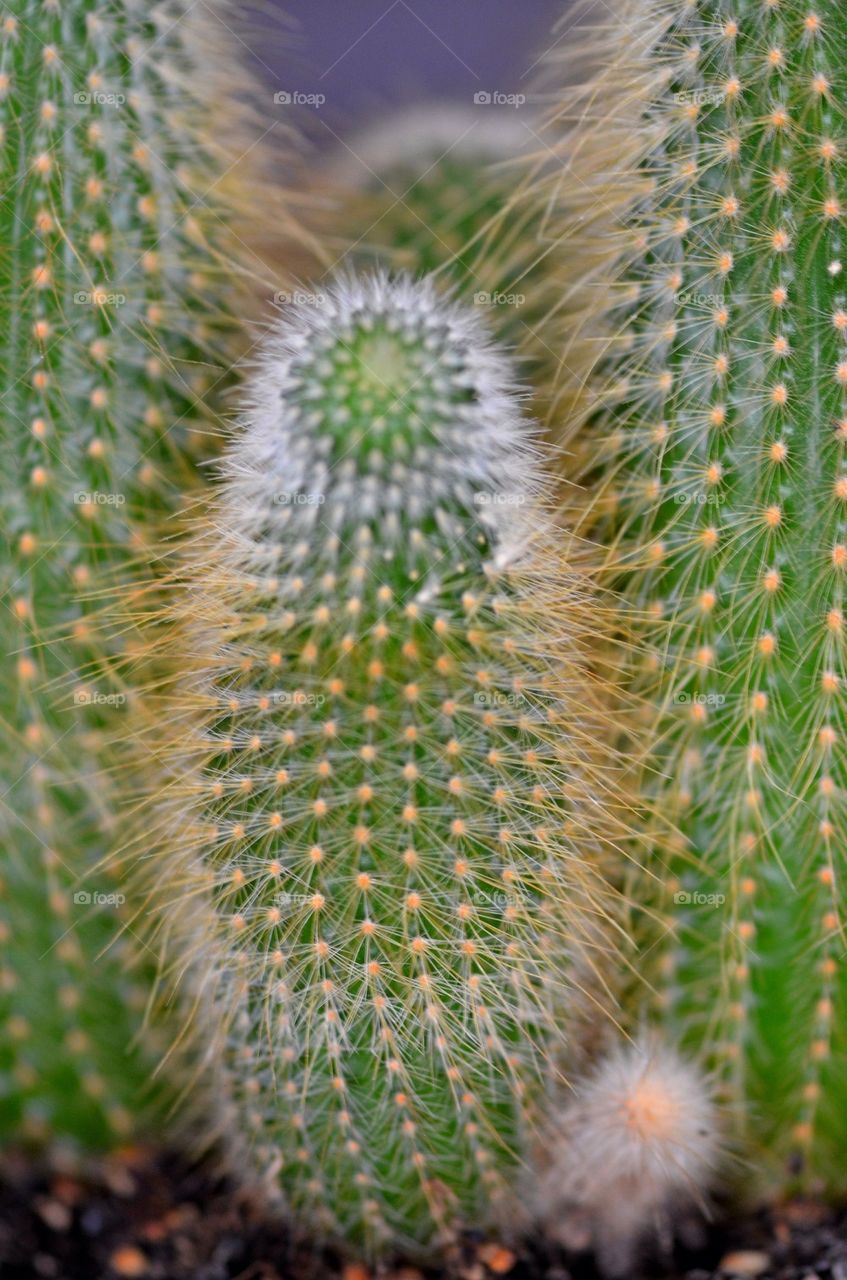 Cactus