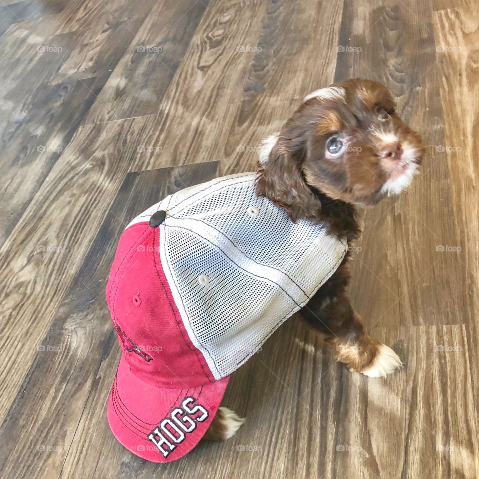 The Newest Razorback Fan - A brown and white cockapoo puppy sports a red/white Razorback ballcap as she stands on a wooden floor. 
