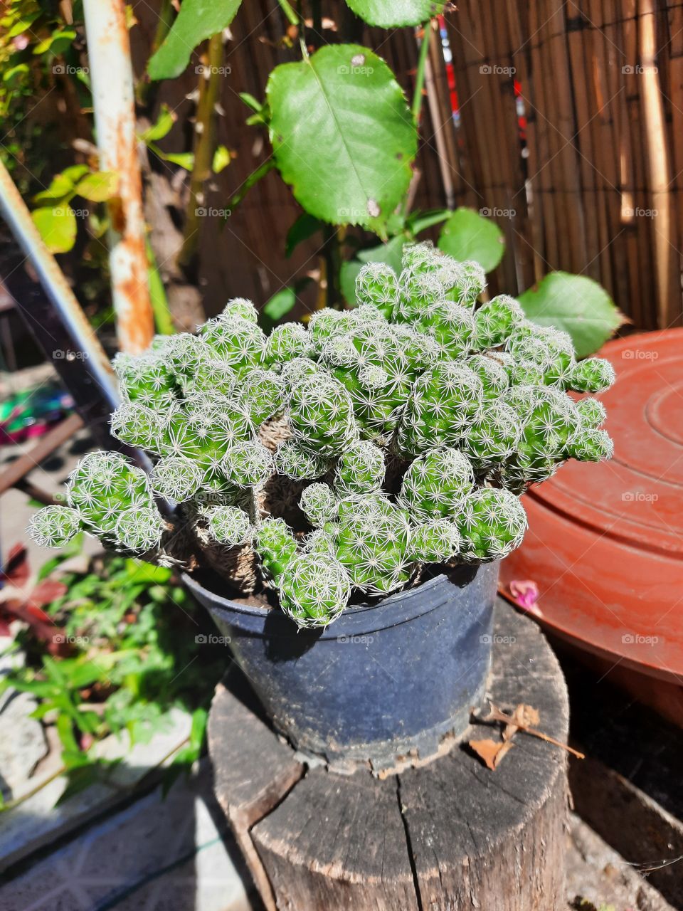 Cactus in my backyard