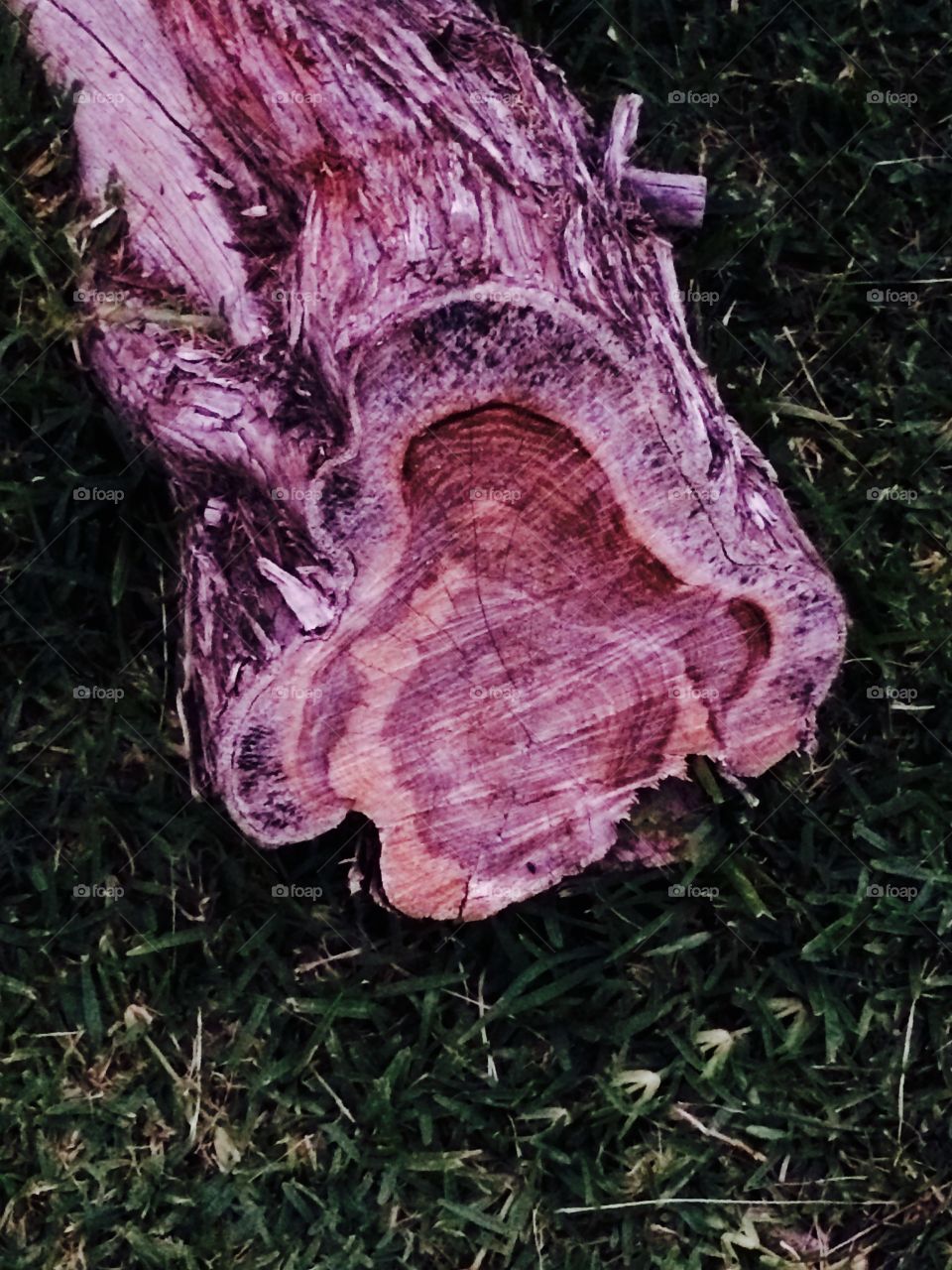 Tree log