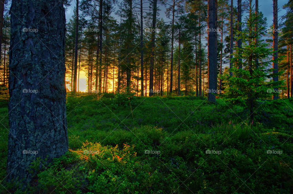 Sunlight in forest