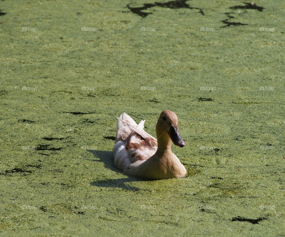 Duck swimming on lake