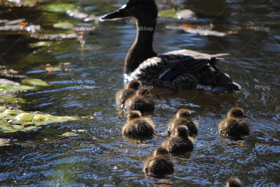 ducklings