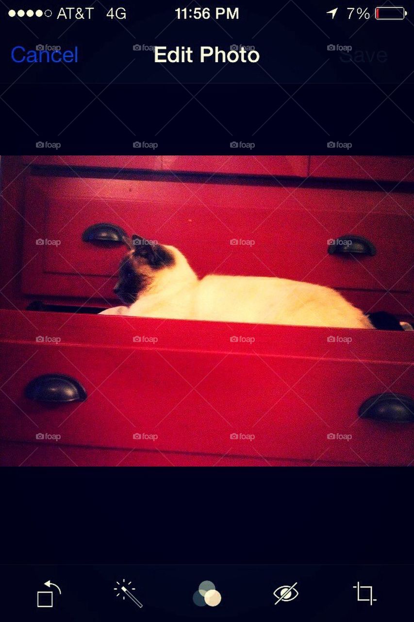 Fiona in drawer