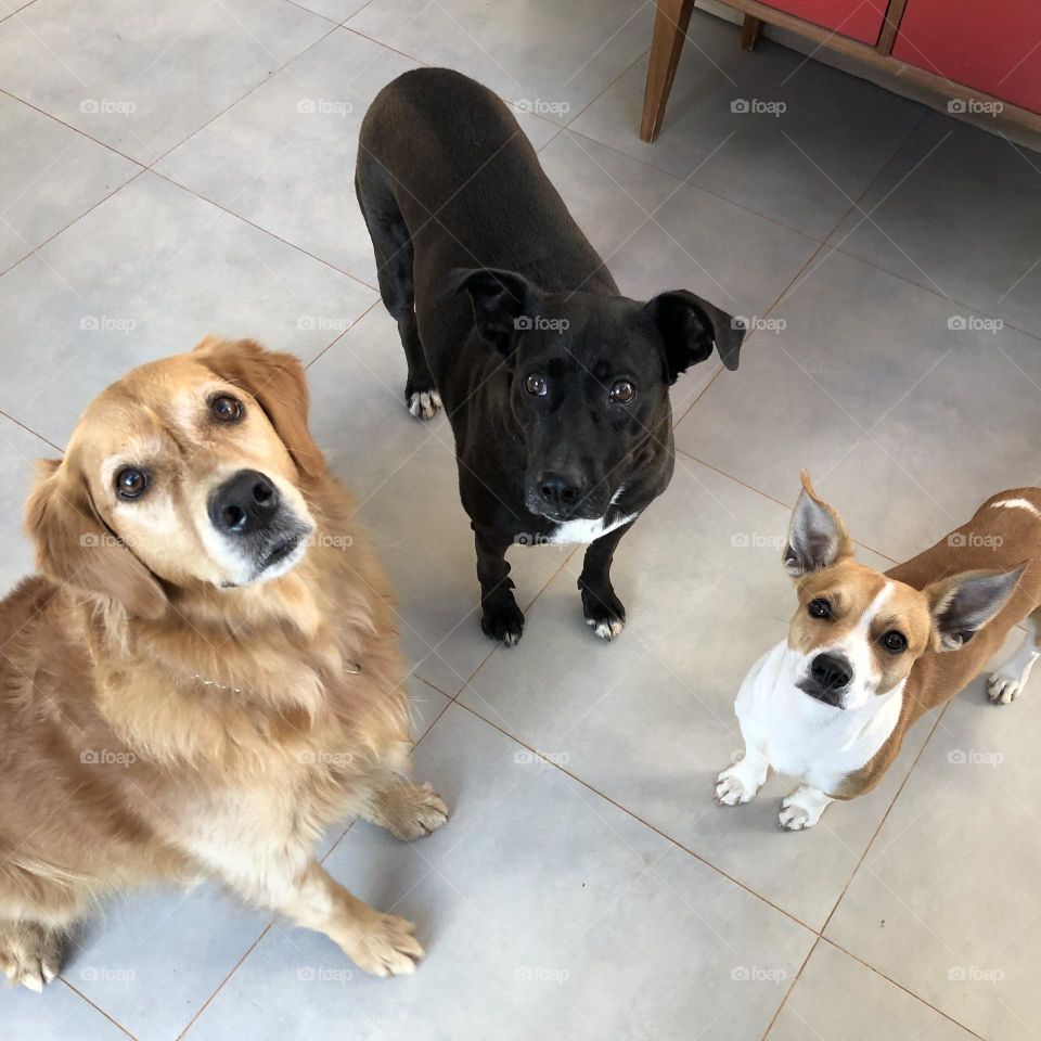 Three dogs, a golden retriever and two mongrels, looking  up at their human waiting for a snack. 