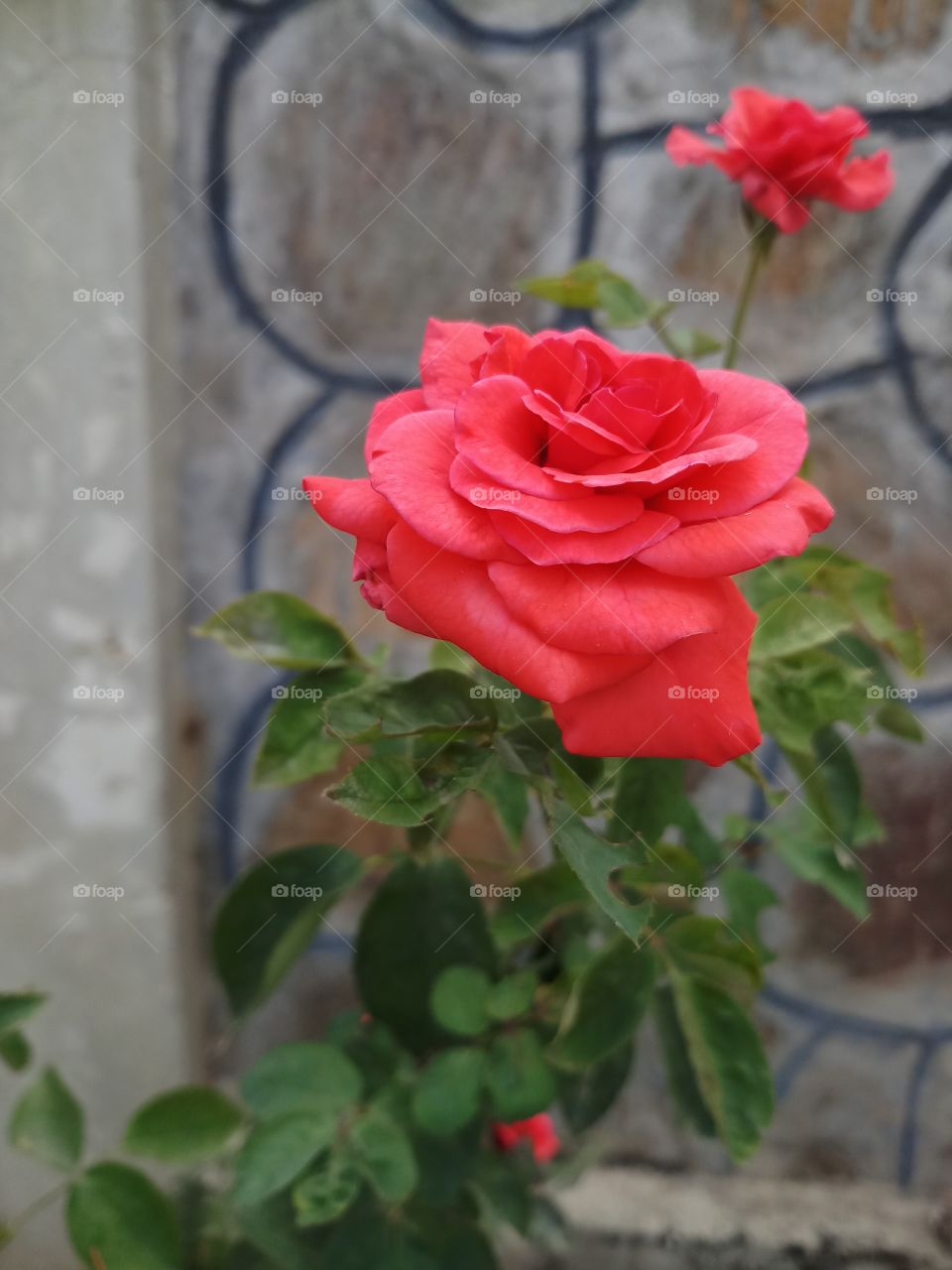 lite red rose