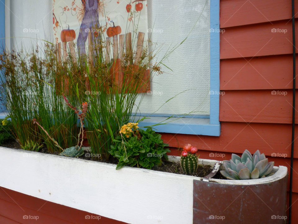 flower grass window cactus by kenglund