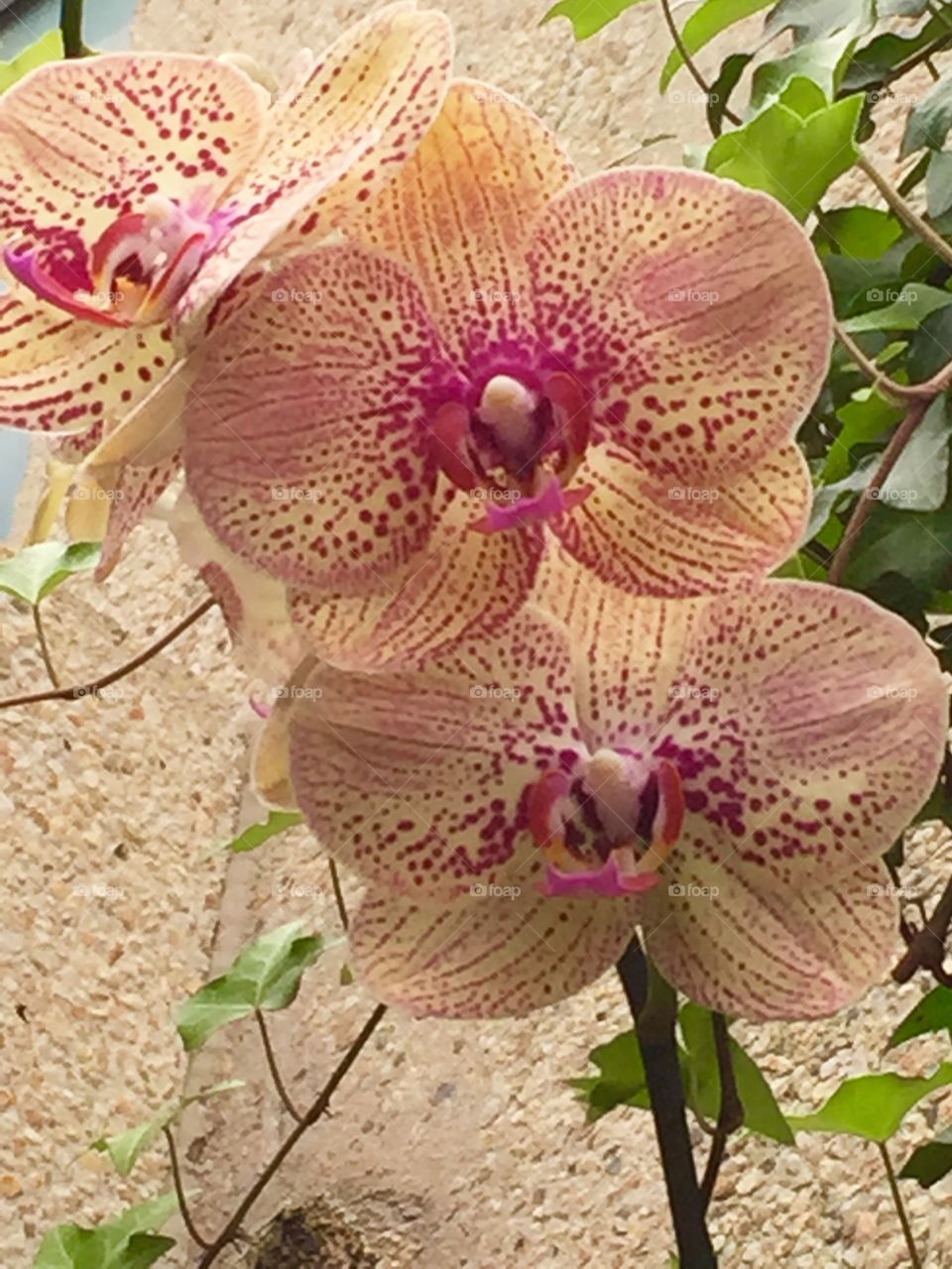 Speckled Orchid
