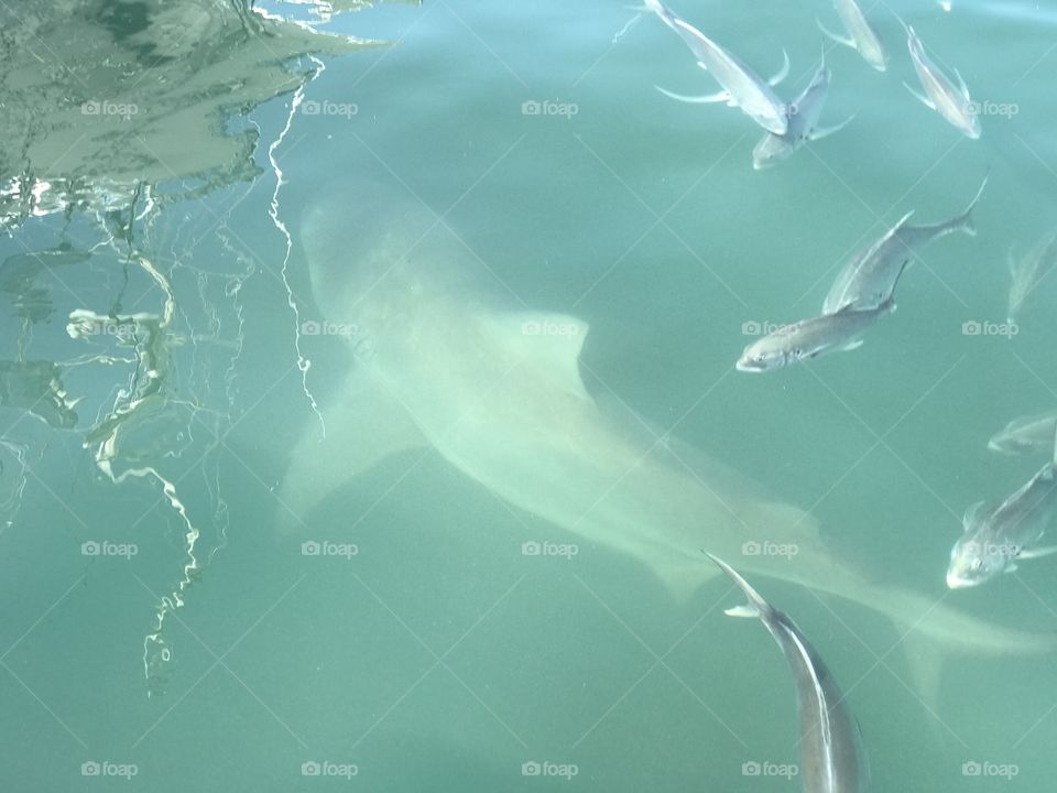 Shark in Key West harbor. 