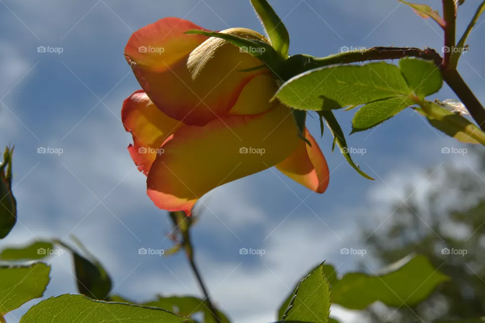 rose