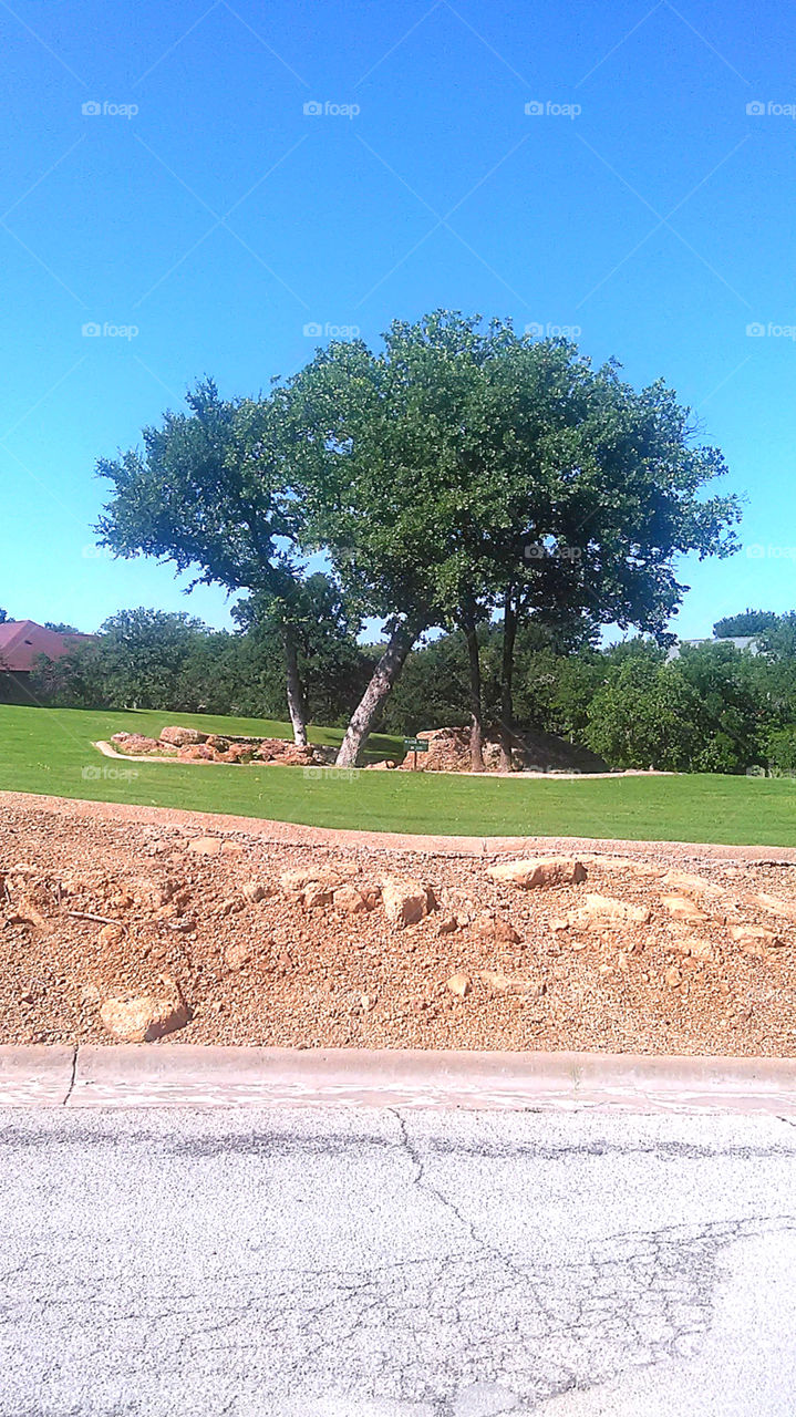 Sunday trees. this is a picture of these beautiful trees