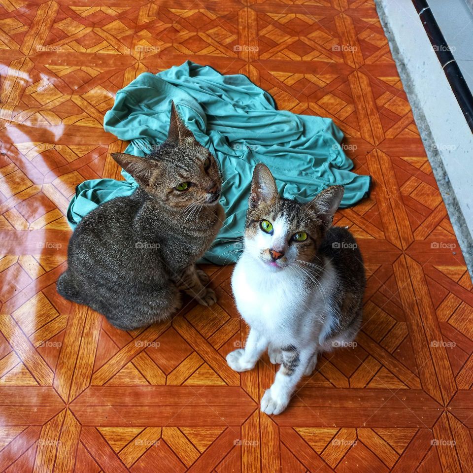 Two cute cats on the floor