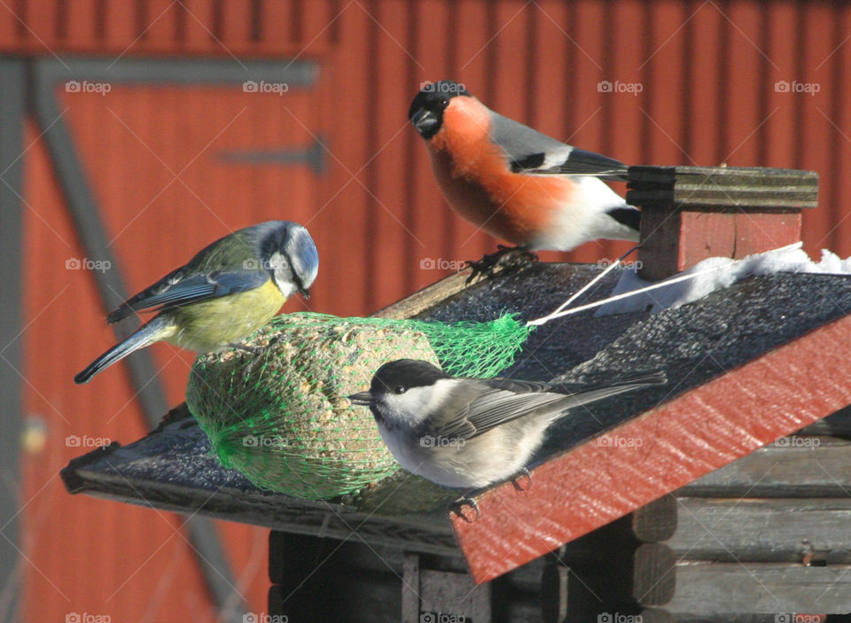 Feeding birds. 
