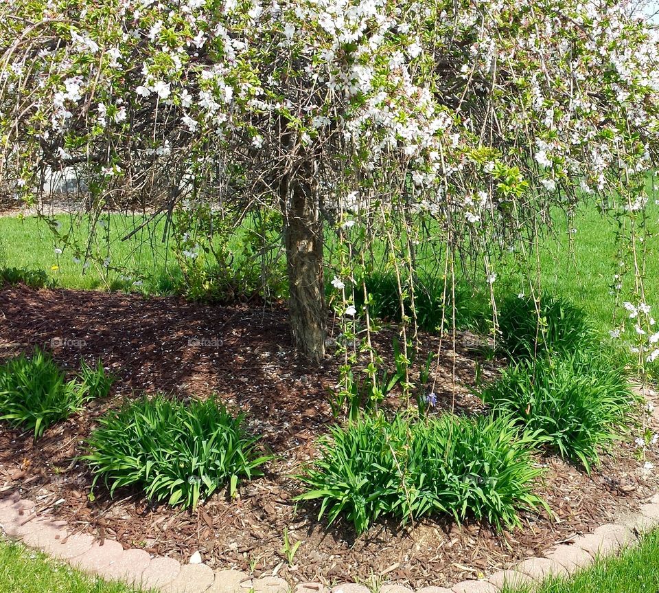 Hanging Garden. Flowering Tree