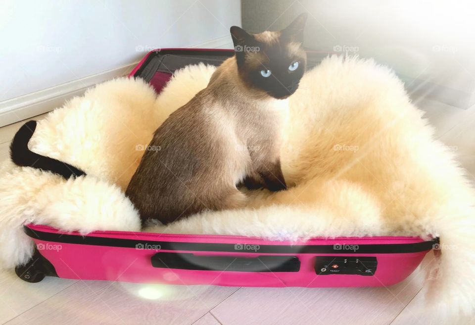 A lovely Siamese cat wants to go on a trip. Blue and beautiful eyes! 