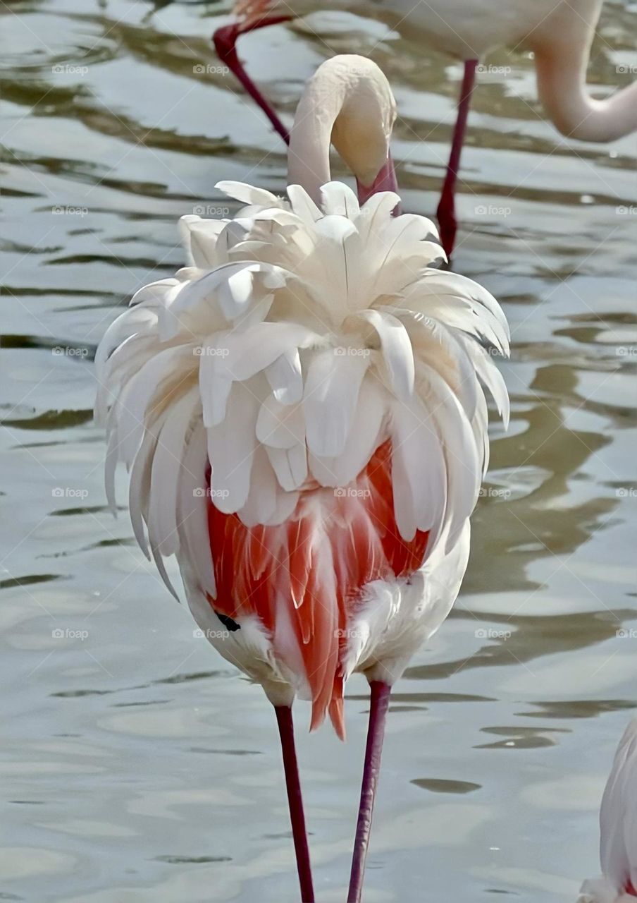 Those feathers!