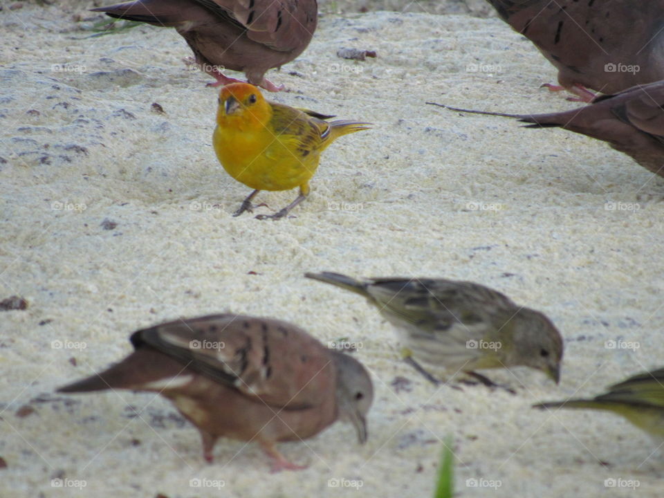Canario Yellow Bird Beatiful bird in Brazil