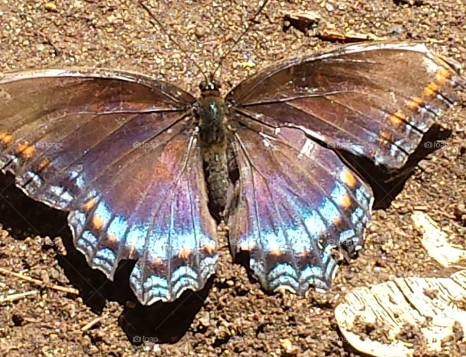 blue and Brown butterfly
