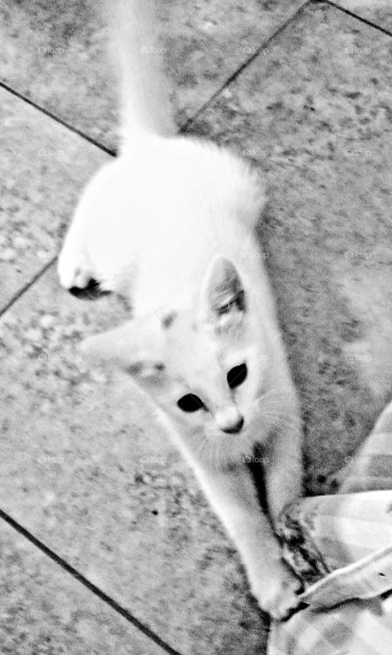 Snowball the kitten wants to play