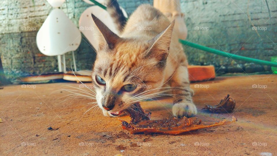 Gato comendo osso de frango.