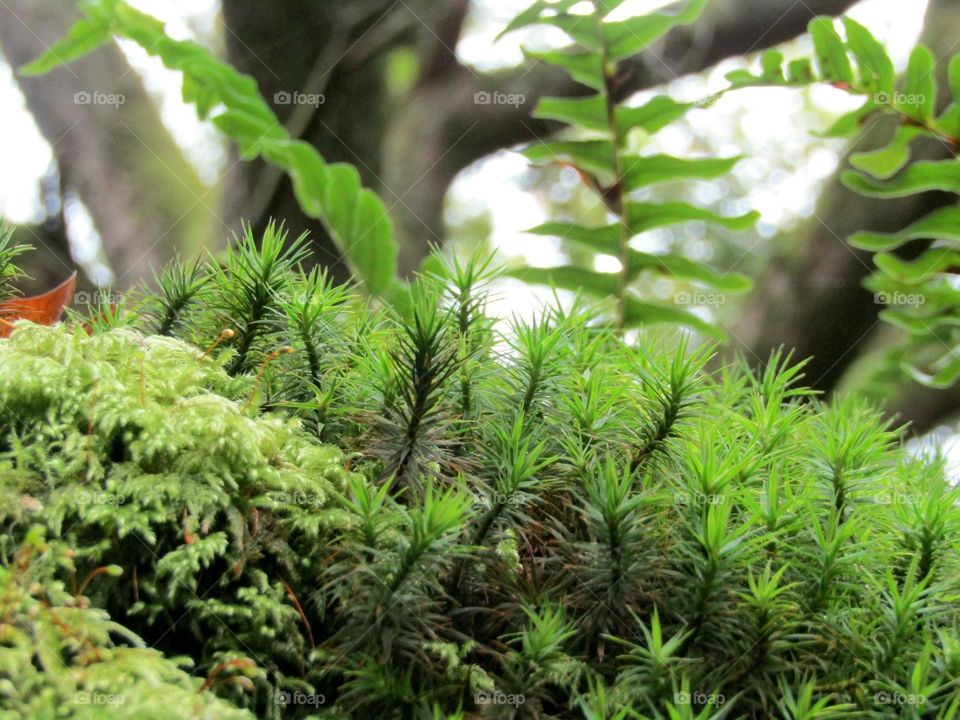 Moss growing on a stone wall with fern in the background and tree trunk (photo taken on a countryside walk)
