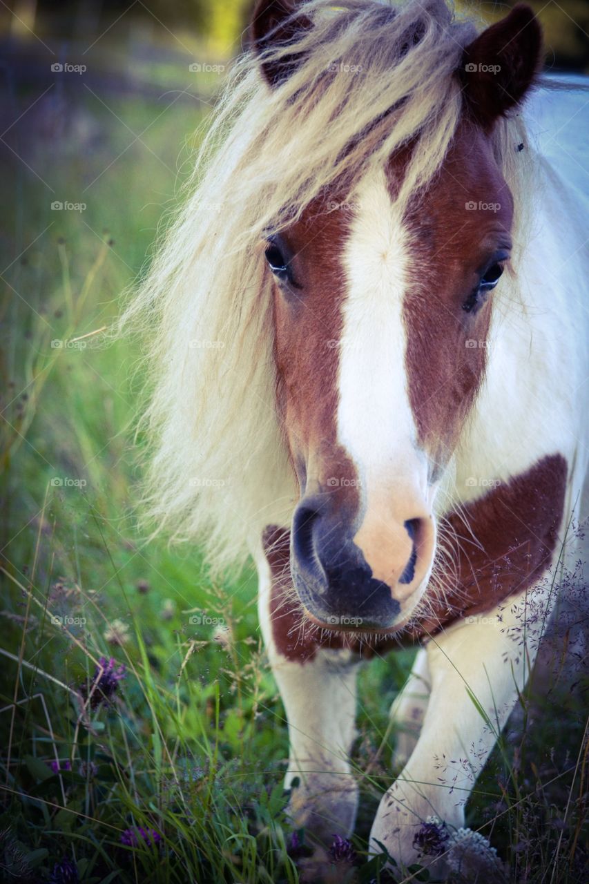 Cute pony. A shetland pinto pony 