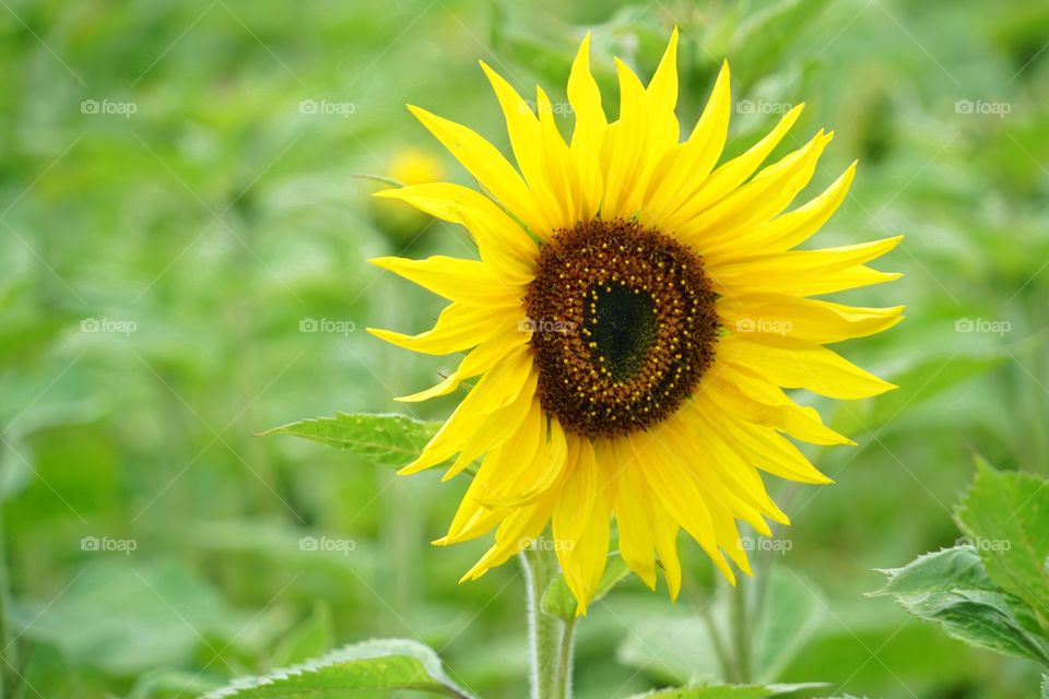 Brilliant Sunflowers 