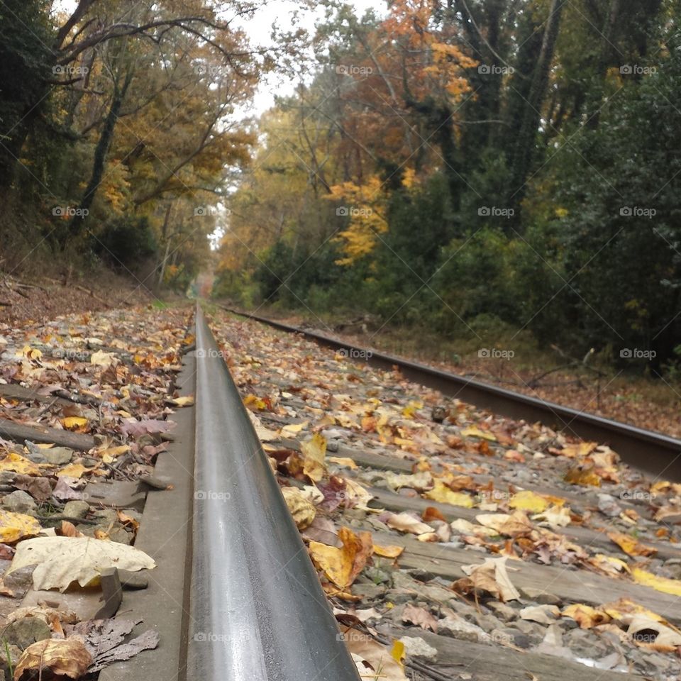 Autumn Tracks