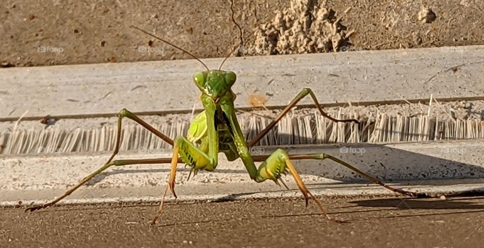praying mantis