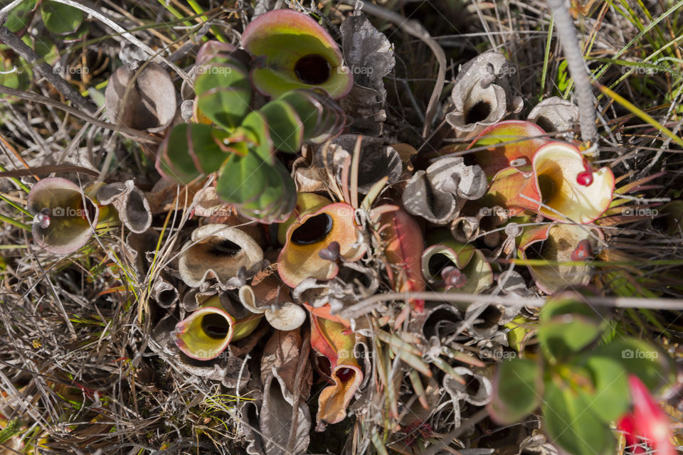 Carnivorous Pitcher Plant, Heliamphora Nutans.