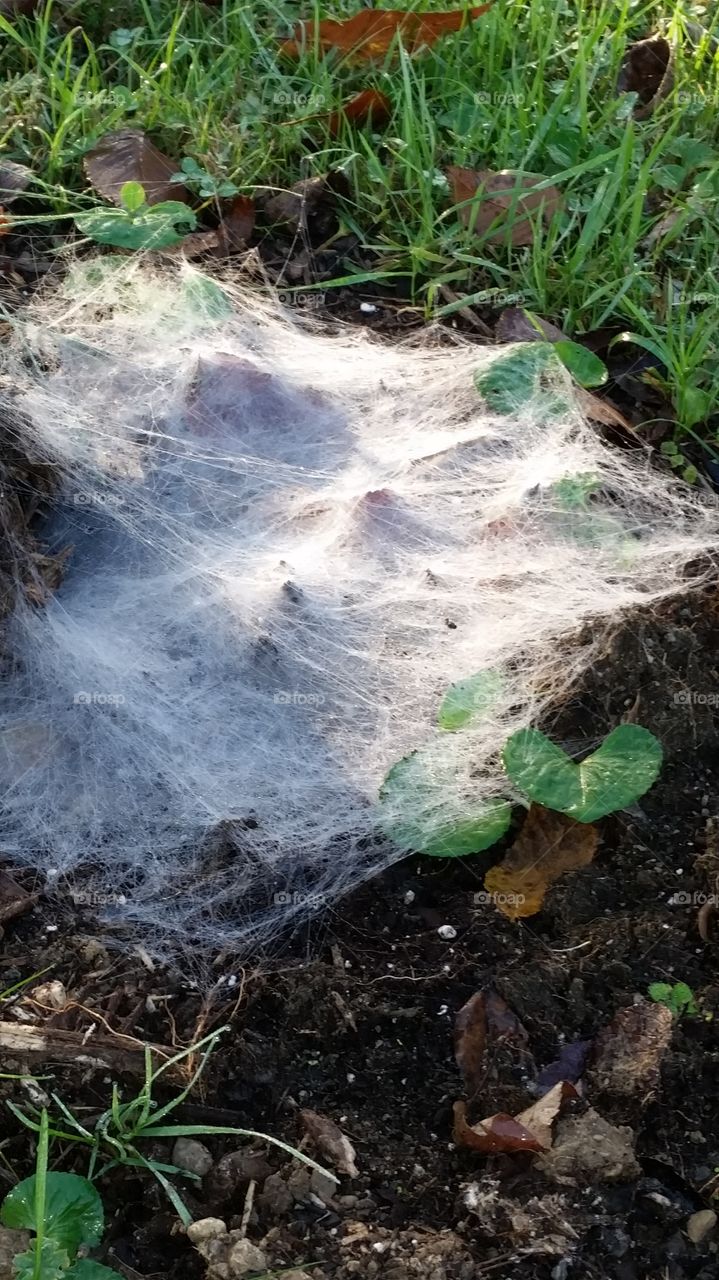 Spiderweb for Halloween background.