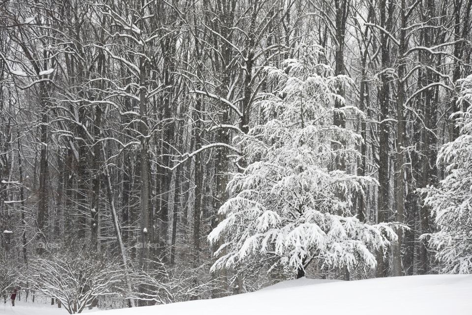 Snowy Landscape