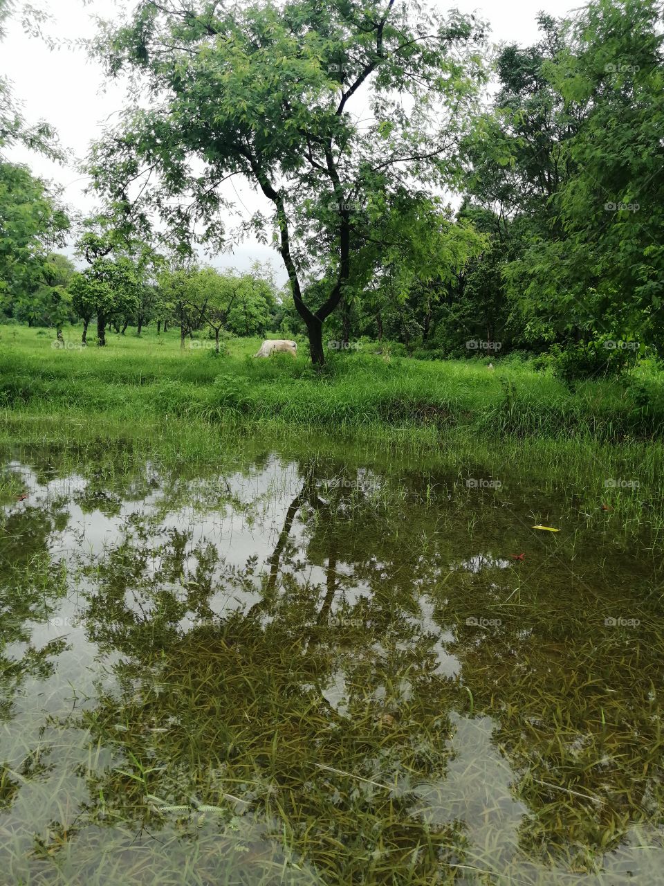 Beauty of Nature so calm.Looking beautiful and osam . Earth Nature is Mother of Human race..Tree and their reflections looking so osam.