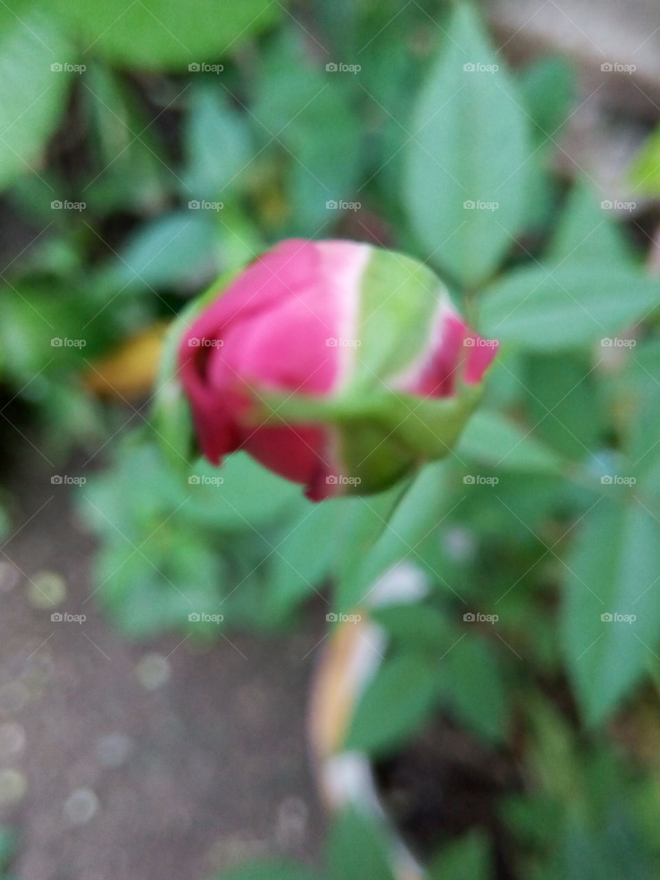 Nature, Leaf, Flora, Flower, Garden