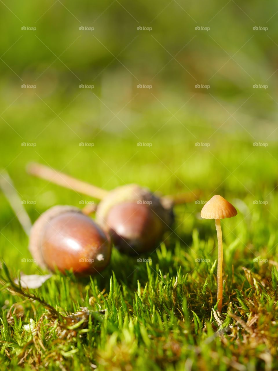 Close up of tiny mushroom and acorns